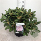 Rhododendron (Y) 'Silberwolke' 40-50 cm 20L