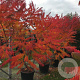 Rhus typhina 200-250 cm cont. 90L meerstammig