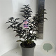 Sambucus nigra Black Tower 40-50 cm 5,0L