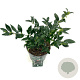 Sarcococca confusa 20-30 cm 2,0L