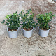 Sarcococca confusa 20-30 cm 2,0L