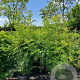 Sorbus 'Dodong' 175-200 cm 45L meerstammig