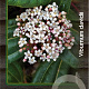 Viburnum davidii 30-40 cm 2,0L