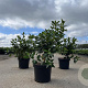 Viburnum tinus 30-40 cm 3,0L