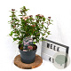 Viburnum tin. Spirit 40-60 cm 3,0L