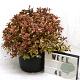 Weigela florida All Summer Monet 50-70 cm 12L