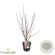 Cornus alba Baton Rouge 30-40 cm 3,0L