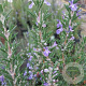 Rosmarinus off. 'Severn Sea' GM 2,0L