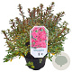 Azalea (J) 'Momoko' 25-30 cm 4,0L