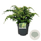 Chamaecyparis o. 'Fernspray Gold' 40-50 cm 6L