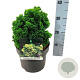 Chamaecyparis o. 'Nana Aurea' 20-25 cm 5,0L