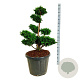 Chamaecyparis p. 'Teddy Bear' 80-100 cm cont. 90L bonsai
