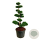 Chamaecyparis p. 'Teddy Bear' 150-175 cm cont. 130L bonsai
