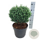 Chamaecyparis p. 'Blue Moon' 25-30 cm 6,5L