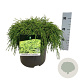 Chamaecyparis p. 'Filifera Nana' 40-50 cm P26