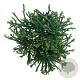 Cryptomeria j. 'Little Champion' 40 cm stam 4,5L