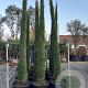 Cupressus sempervirens 250-300 cm 50L geveerd
