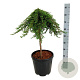 Juniperus comm. 'Greenmantle' 60 cm stam 15L