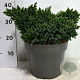 Juniperus squamata 'Blue Star' 30-40 cm 7,5L