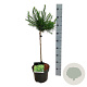 Larix decidua 'Globus' 40 cm stam 5,0L