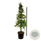 Metasequoia gl. Amber Glow 200-225 cm cont. 55L extra