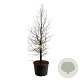 Metasequoia gl. Amber Glow 250-300 cm cont. 230L solitair
