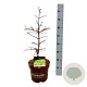 Metasequoia gl. 'Hamlet's Broom' 50-60 cm 7,5L