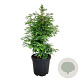 Metasequoia gl. 'Hamlet's Broom' 80-100 cm 30L extra