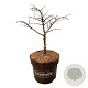 Metasequoia gl. 'Miss Grace' 30-40 cm 7,5L