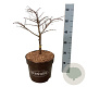 Metasequoia gl. 'Miss Grace' 30-40 cm 7,5L