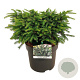 Picea a. 'Nidiformis' 30-40 cm 7,5L