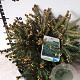 Picea a. 'Nidiformis' 30-40 cm 7,5L