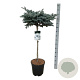 Picea pungens 'Glauca Globosa' 80 cm stam 15L