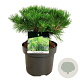 Pinus dens. 'Low Glow' 30-40 cm 4,5L