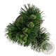 Pinus heldreichii 'Malinki' 40-50 cm 15L