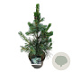 Pinus monticola 'Ammerland' 40-50 cm P21