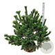 Pinus mugo 80-100 cm met kluit extra