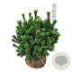 Pinus mugo 60-80 cm met kluit extra