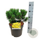 Pinus mugo 'Carsten's Wintergold' 25-30 cm 7,5L