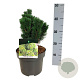 Pinus mugo 'Limerick' 20-25 cm