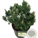 Pinus mugo 'Limerick' 40-50 cm 30L extra
