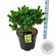 Pinus mugo 'Mumpitz' 40-50 cm 30L extra
