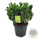 Pinus mugo 'Mumpitz' 50-60 cm 30L extra
