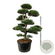 Pinus nigra nigra 200-225 cm cont. 285L bonsai