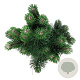 Pinus nigra 'Oregon Green' 30-40 cm 4,5L