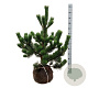 Pinus nigra 'Oregon Green' 100-125 cm met kluit extra