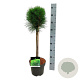 Pinus nigra Summer Breeze 40 cm stam 5,0L