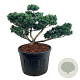 Pinus parv. 'Negishi' 80-100 cm cont. 180L bonsai