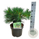 Pinus strobus 'Minima' 25-30 cm