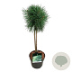 Pinus sylv. Blue Pearl 40 cm stam 5,0L